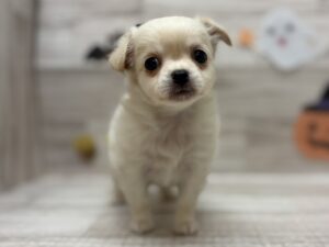 ➂チワワ(ロング)　￥250,800(税込)