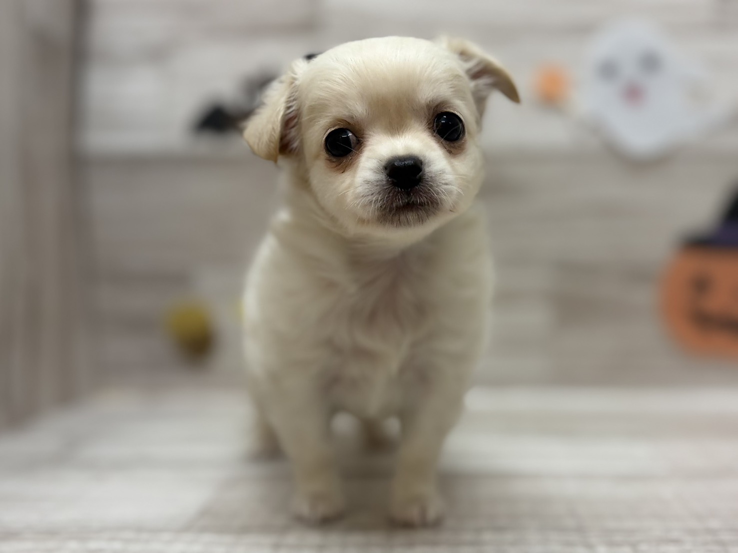 ➂チワワ(ロング)