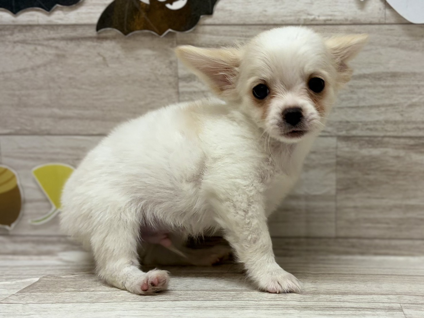 ➄チワワ(ロング)