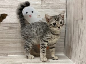 マンチカン(足長)　￥217,800(税込)→￥140,800(税込)