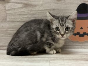 マンチカン(短足)　￥272,800(税込)→￥206,800(税込)
