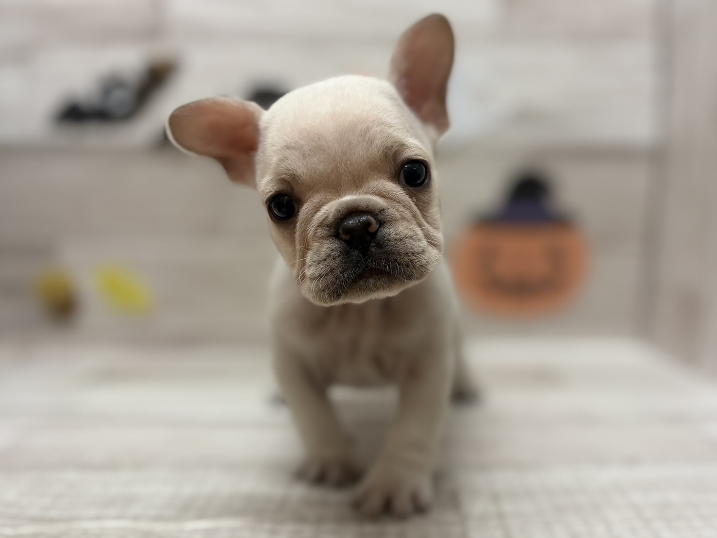 ③フレンチブルドッグ