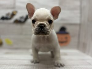 ④フレンチブルドッグ ¥437,800(税込)