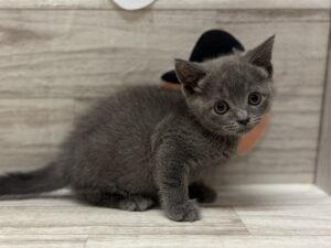 ⑤ブリティッシュショートヘアー　￥261,800(税込)