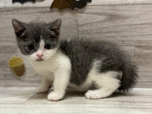 ⑥ブリティッシュショートヘアー　￥217,800(税込)