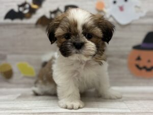 ②シーズー　￥184,800(税込)