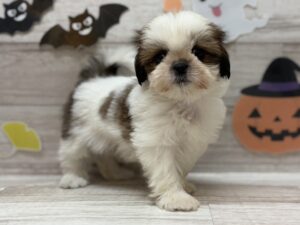 ①シーズー　￥195,800(税込)