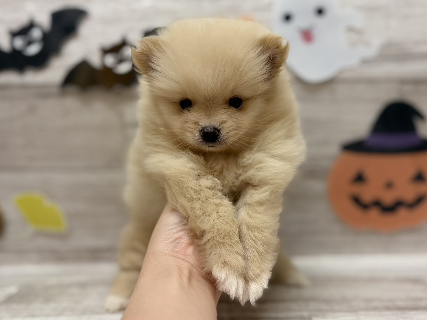 ①ポメラニアン