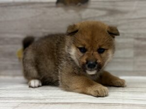 ②柴犬　￥195,800(税込)