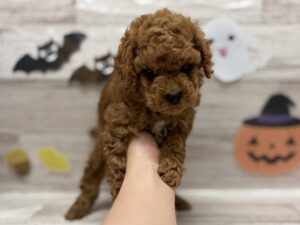 ③トイプードル　￥217,800(税込)