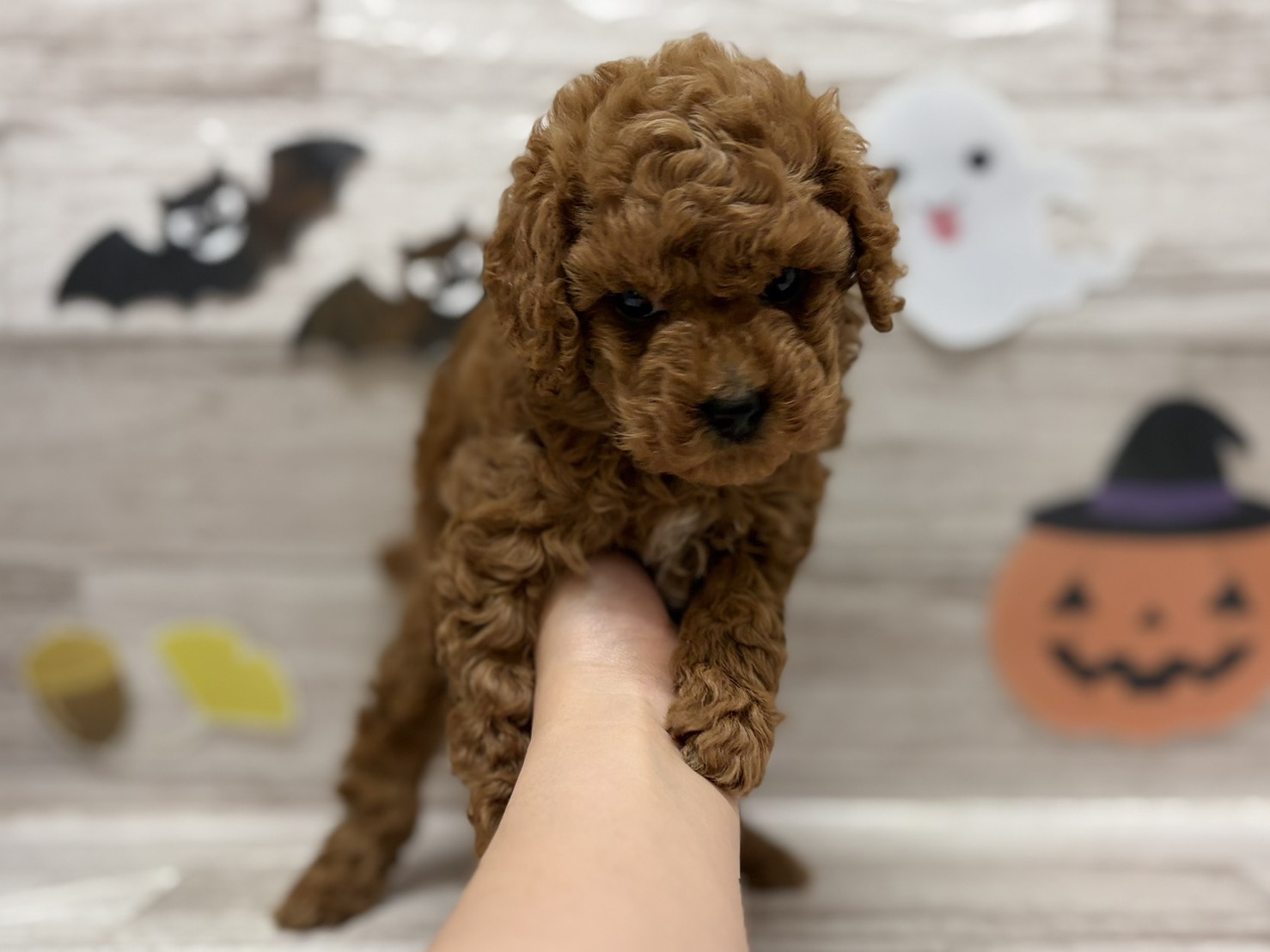 ③トイプードル