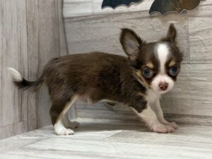 ④チワワ(ロング)　￥261,800(税込)