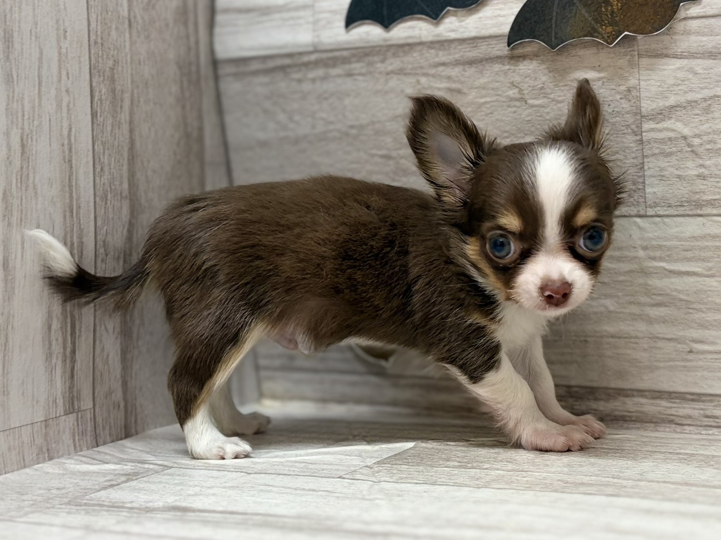 ④チワワ(ロング)