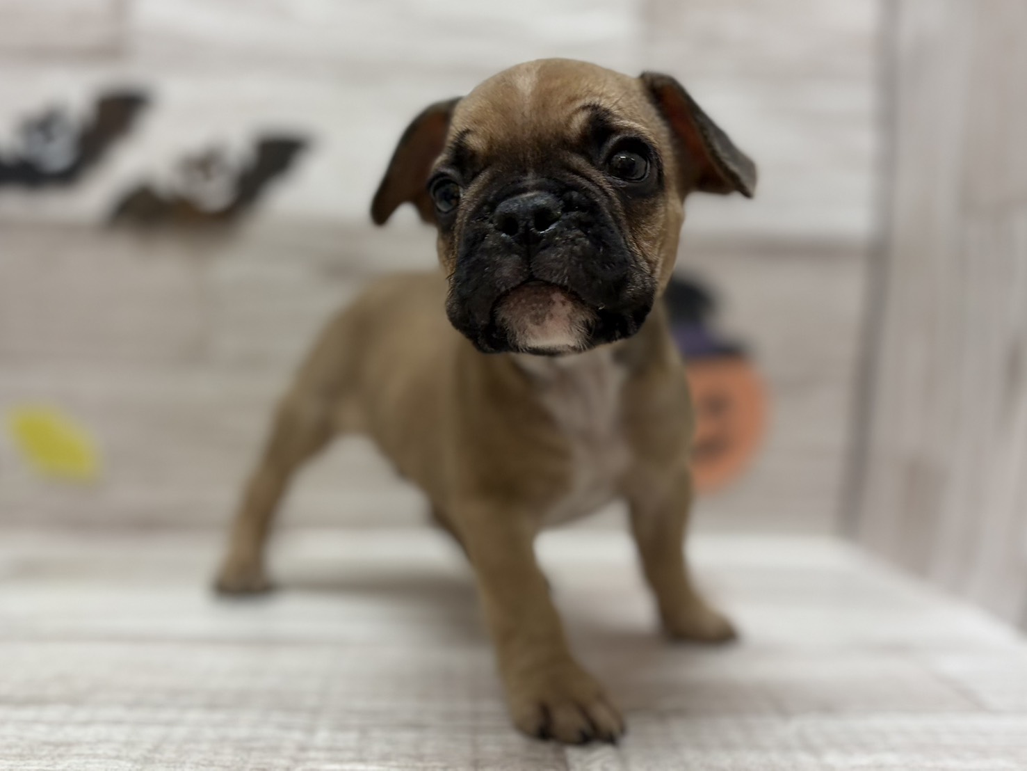 ⑤フレンチブルドッグ