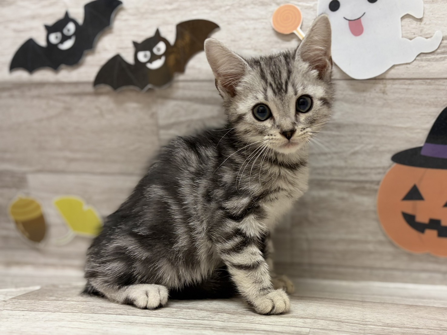 ①アメリカンショートヘアー