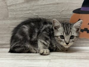 ③アメリカンショートヘアー　￥195,800(税込)