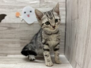 ④アメリカンショートヘアー　￥184,800(税込)