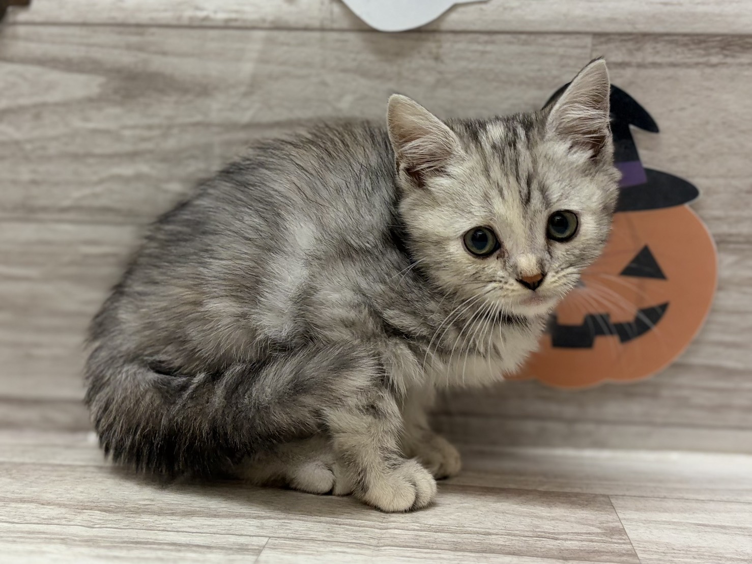 ⑤アメリカンショートヘアー