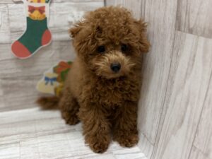 ⑤トイプードル　￥195,800(税込)