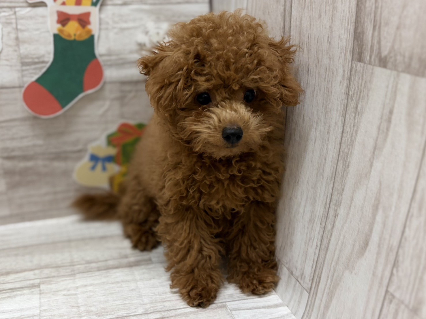 ⑤トイプードル