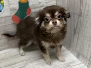 ⑥Mix(チワワ×ミニチュアダックスフンド)　alt=