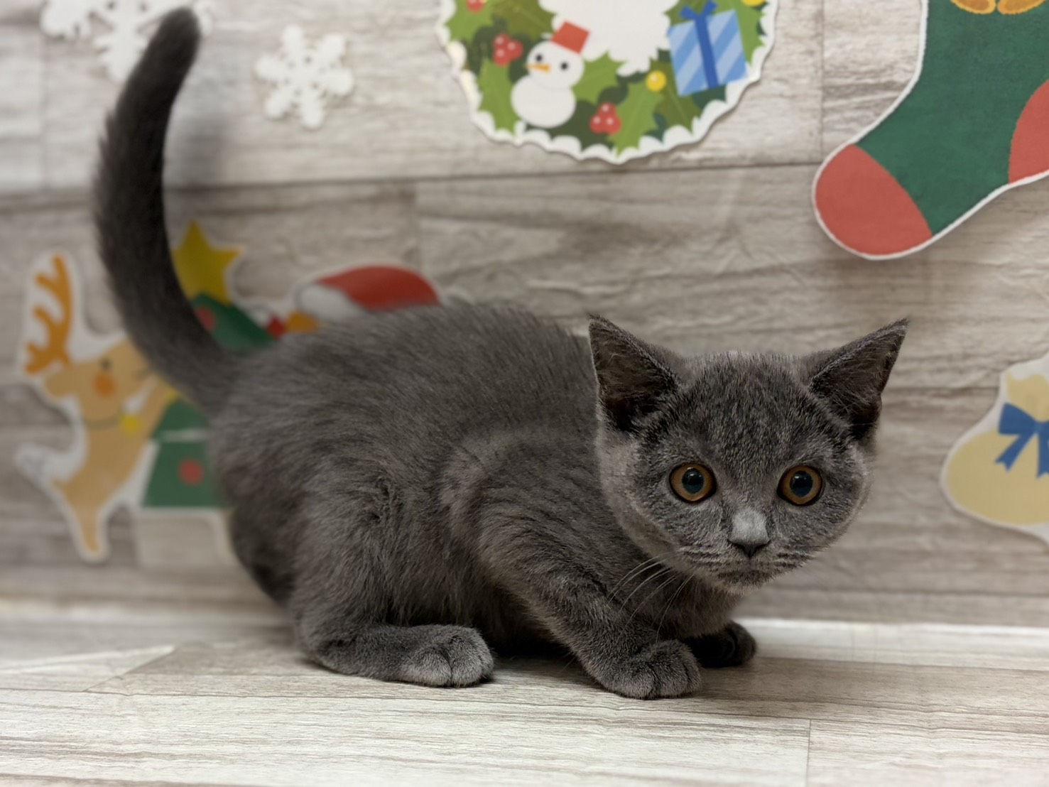 ⑤ブリティッシュショートヘアー