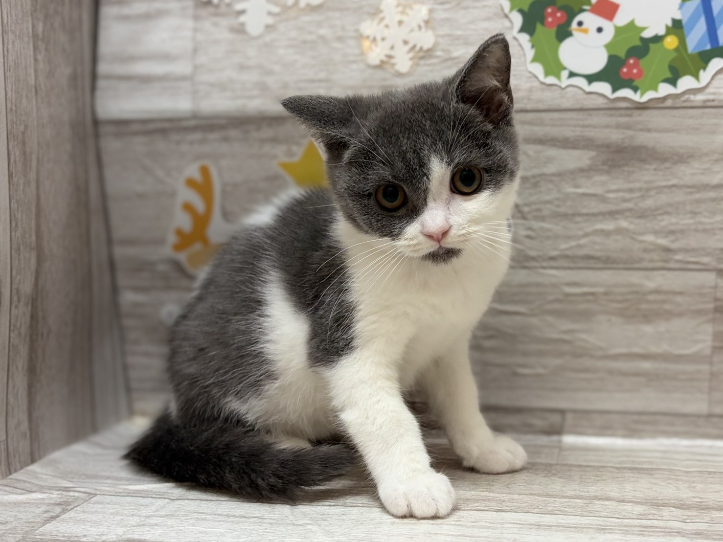 ⑥ブリティッシュショートヘアー