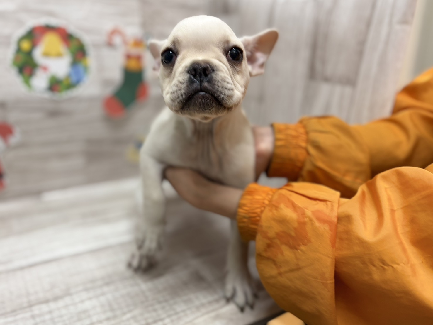 ④フレンチブルドッグ