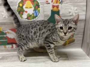 ⑦マンチカン(足短)alt=