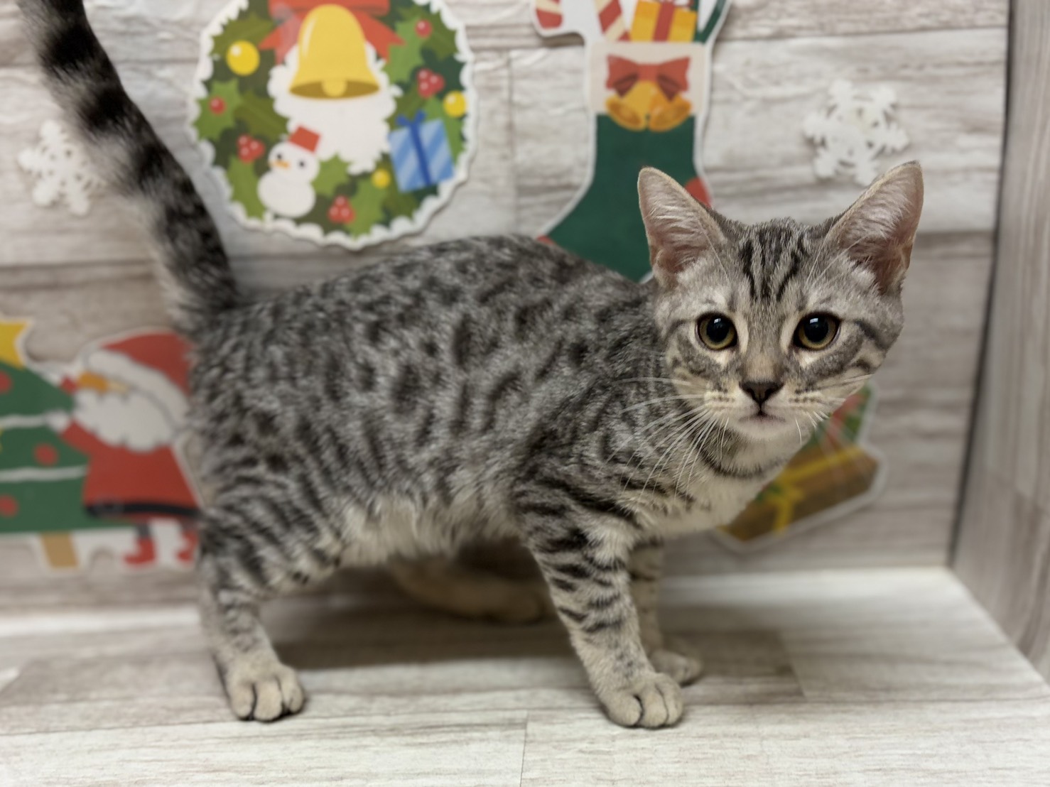 マンチカン(足長)