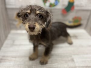 ⑥Mix(チワワ×ミニチュアダックスフンド)　alt=