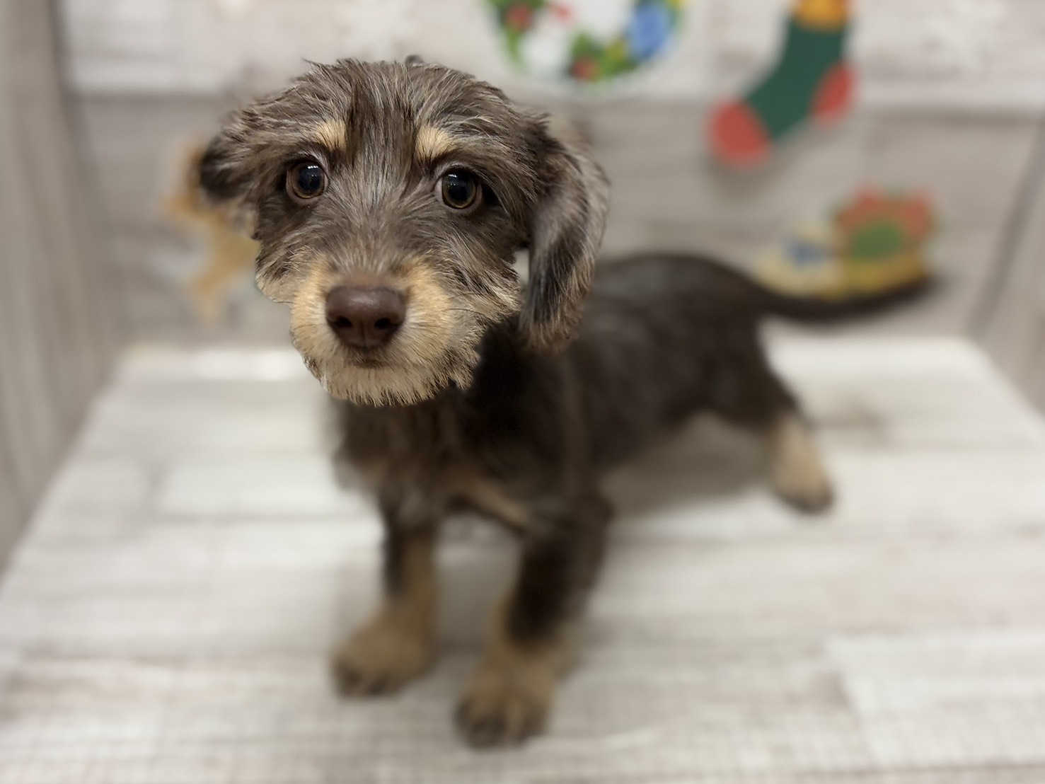 Mix(カニヘンダックスフンド×ミニチュアシュナウザー)