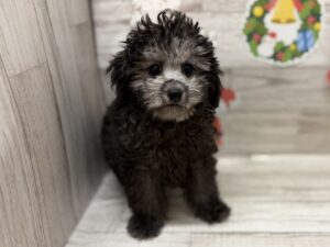 ➁トイプードル　￥250,800(税込)