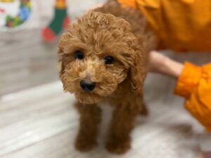 ③トイプードル　￥217,800(税込)