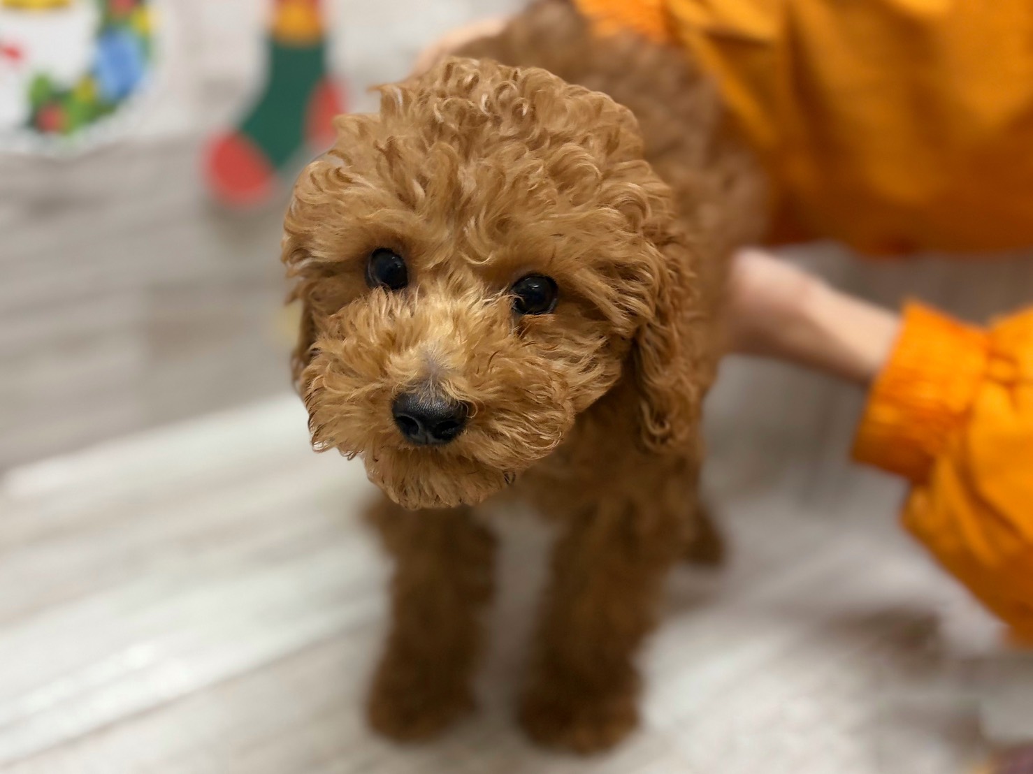 ③トイプードル