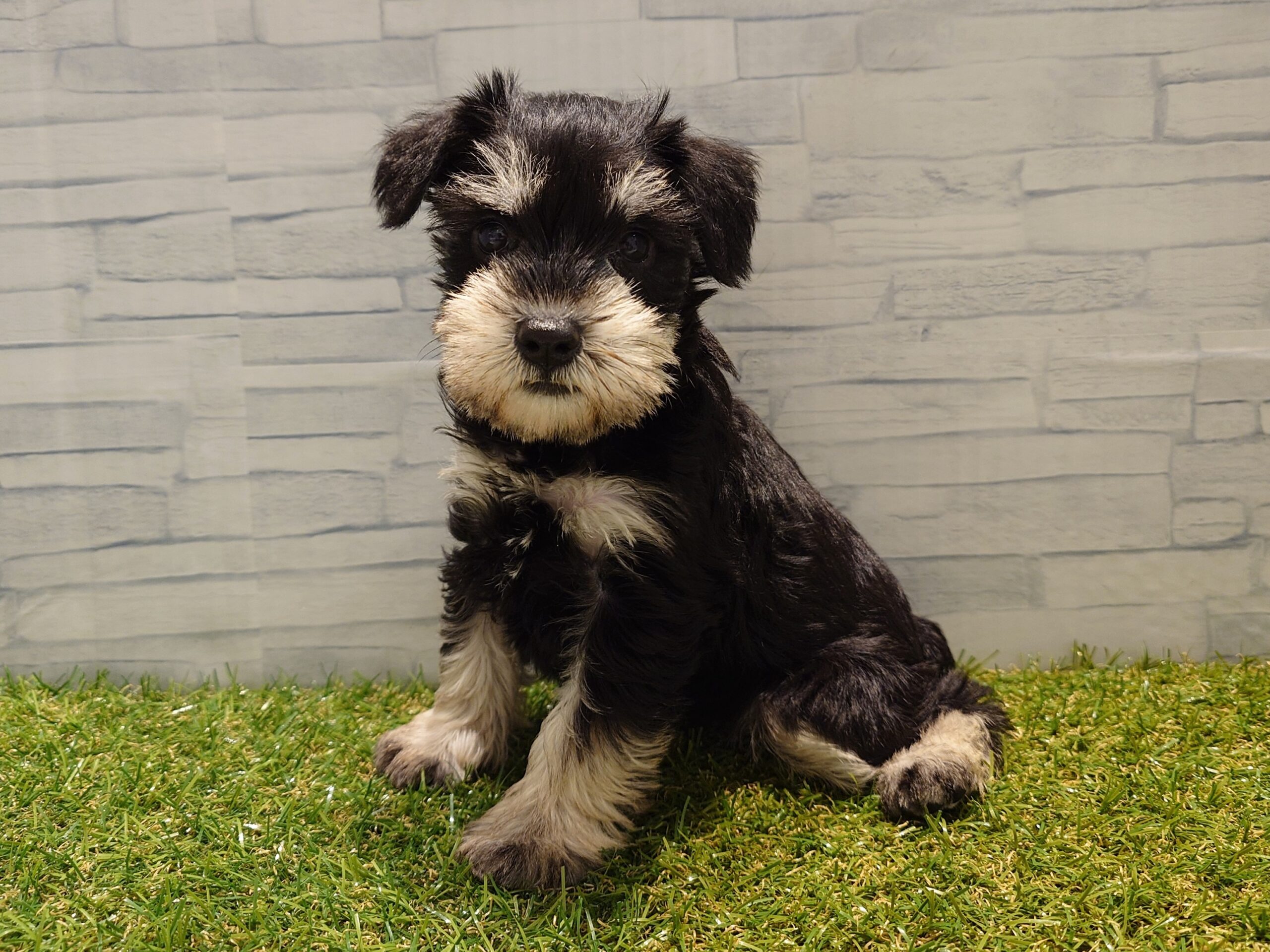 ⑥ミニチュアシュナウザー