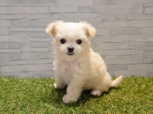 ⑤MIX(父チワワ(ロング)×母マルチーズ)￥251,900(税込)→10/19迄￥218,900（税込）