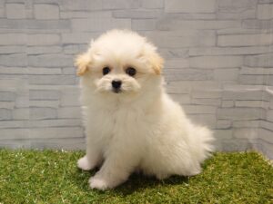 ⑤Mix(父ポメラニアン×母トイプードル)￥207,900(税込)→10/19まで￥174,900(税込)