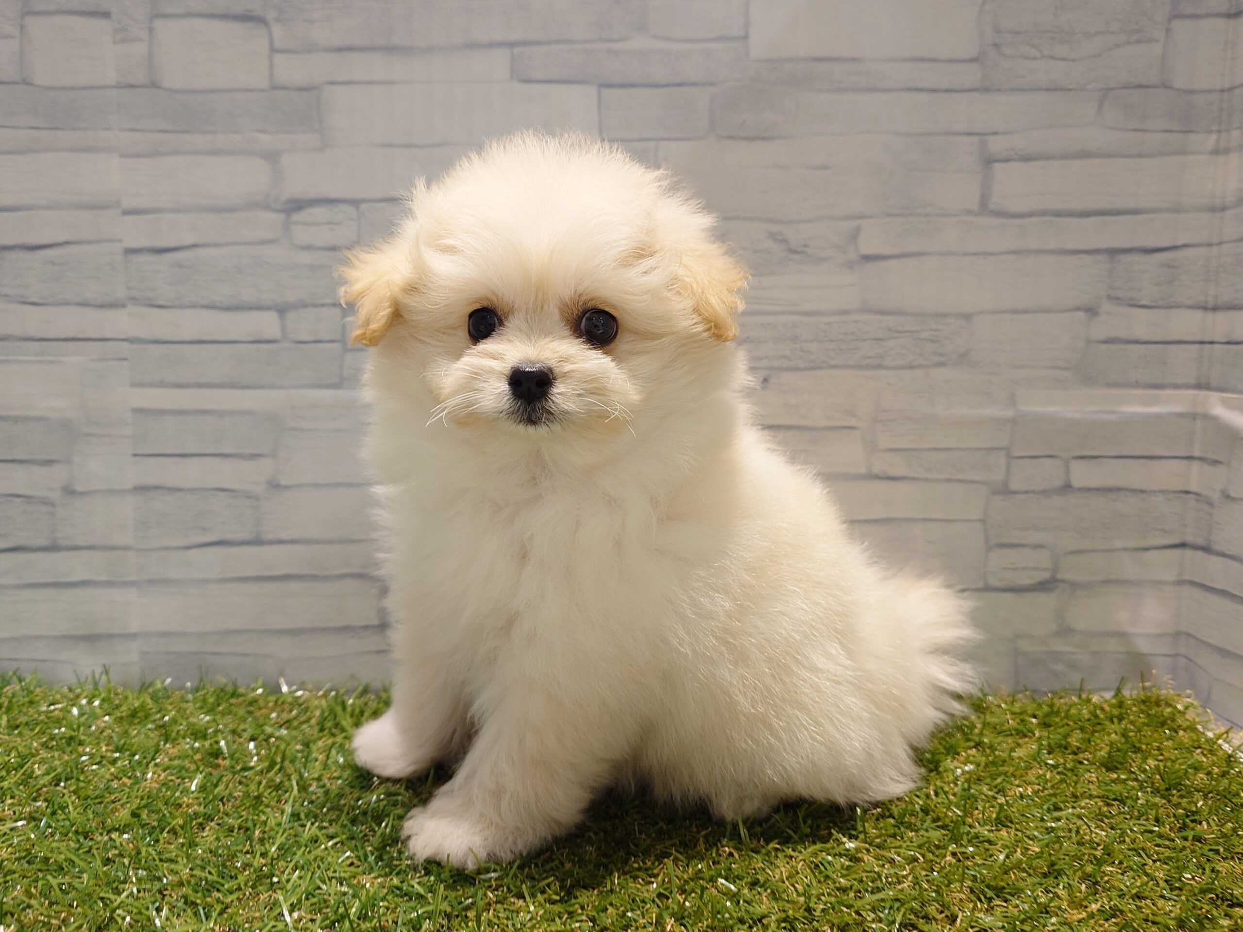 ⑤Mix(父ポメラニアン×母トイプードル)