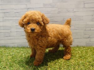 ⑦トイプードル￥295,900(税込)