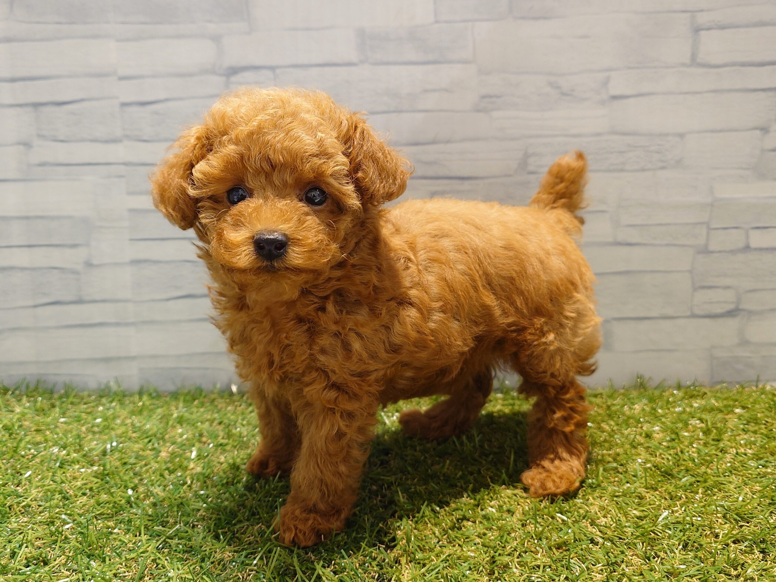 ⑦トイプードル