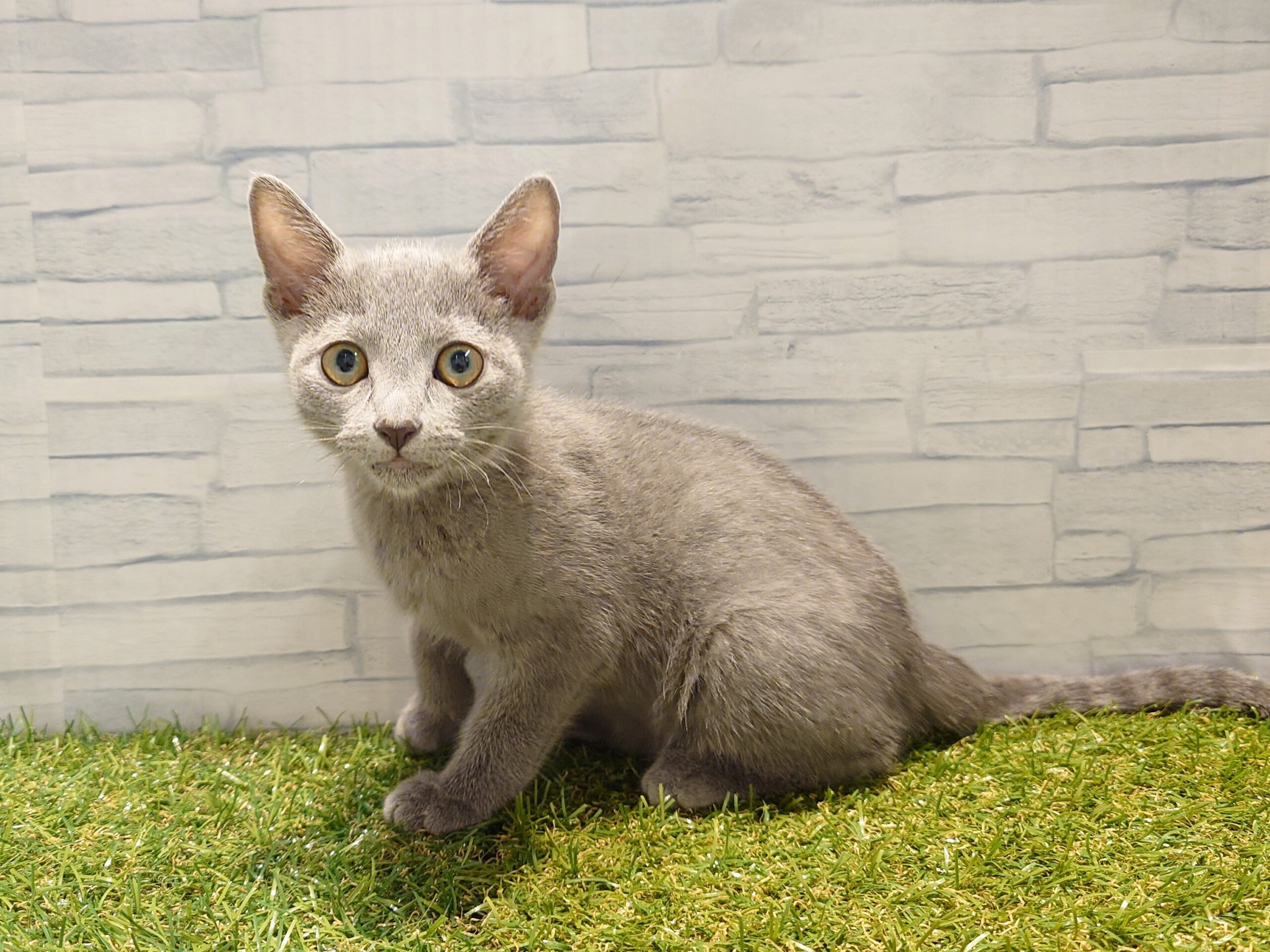 ④ロシアンブルー