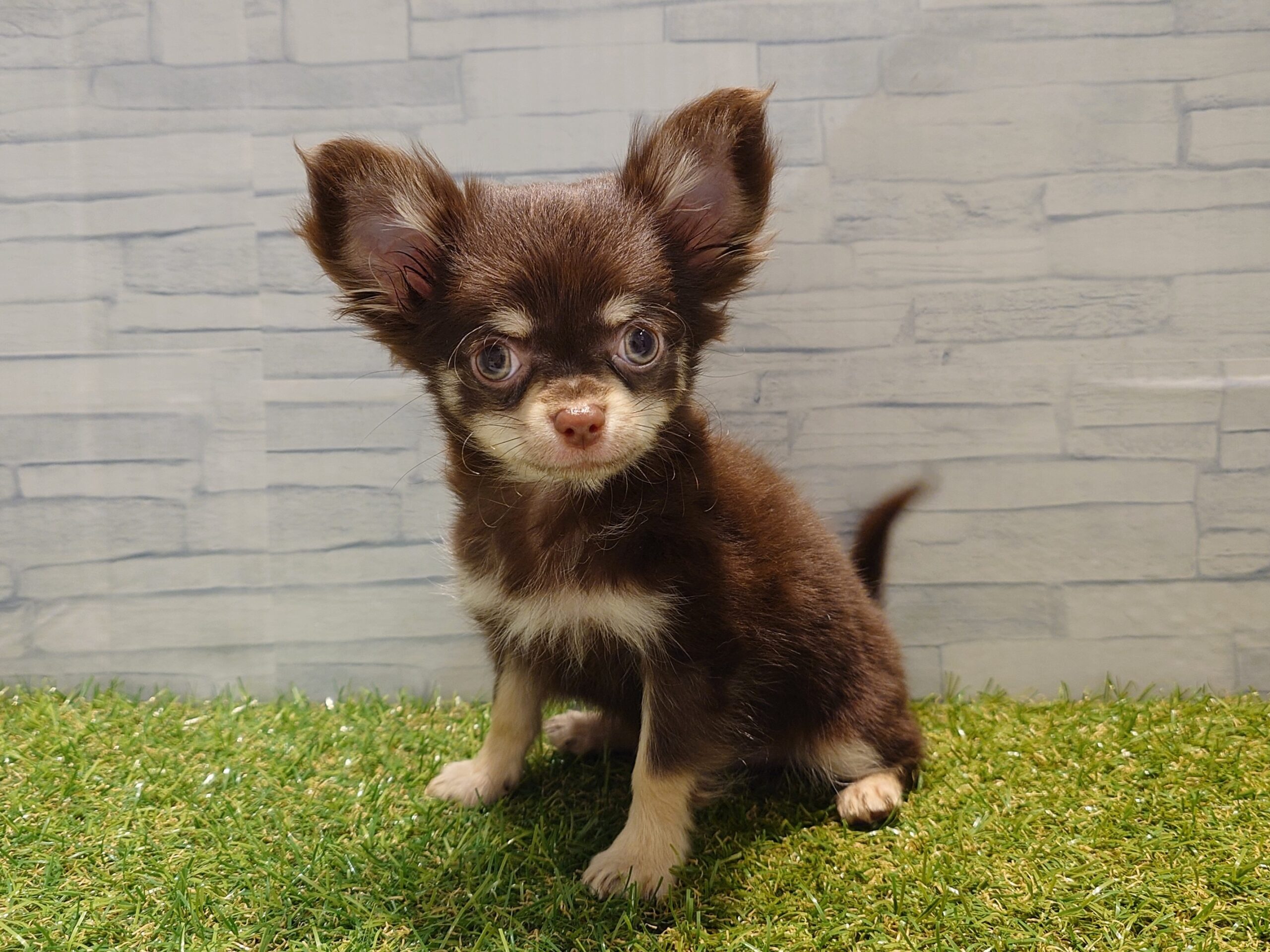 ⑦チワワ（ロング）