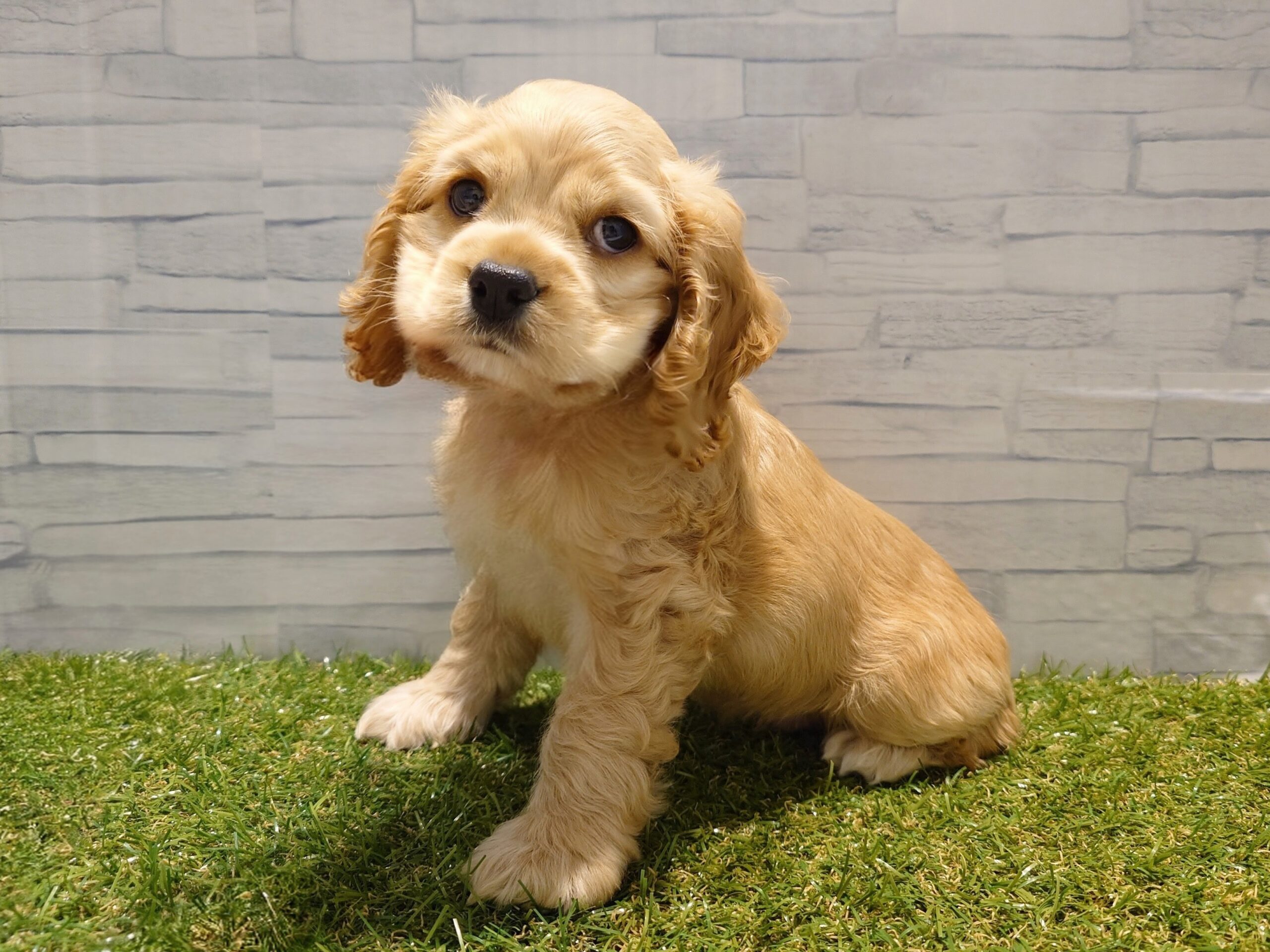 ⑤アメリカン・コッカースパニエル