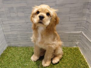 ⑤アメリカン・コッカースパニエル　￥207,900(税込)→12/30迄￥174,900(税込)