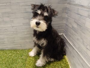 ⑥ミニチュアシュナウザー　￥152,900(税込)→12/30迄￥119,900(税込)