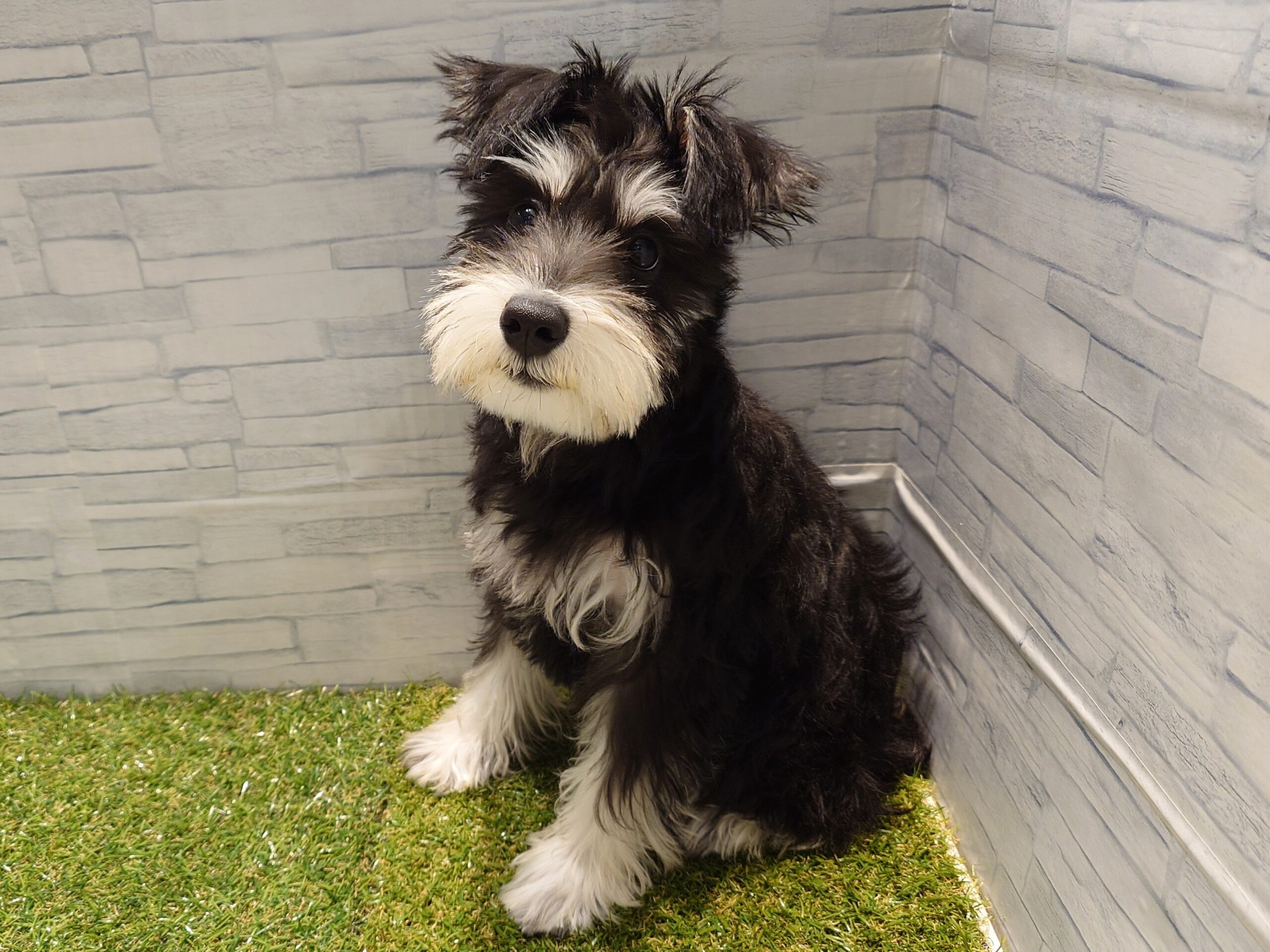 ⑥ミニチュアシュナウザー