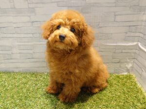 ⑦トイプードル　￥240,900(税込)→12/30迄￥207,900(税込)