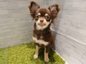 ⑦チワワ(ロング)　￥119,900(税込)→1/12迄安心パック代等込み￥143,000(税込)