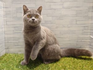 ⑨ブリティッシュショートヘアー 　￥185,900(税込)→1/12迄￥152,900(税込)